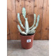Euphorbia lactea white ghost