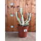 Euphorbia lactea white ghost