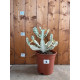 Euphorbia lactea white ghost