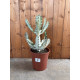 Euphorbia lactea white ghost