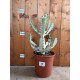 Euphorbia lactea white ghost