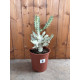 Euphorbia lactea white ghost
