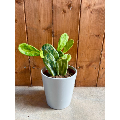Opuntia cochenillifera variegata
