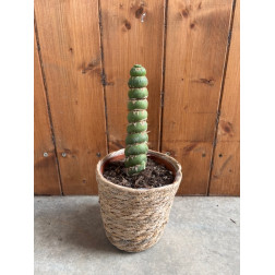 Eulychnia castanea spiralis