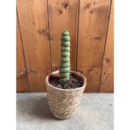 Eulychnia castanea spiralis