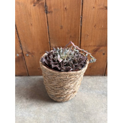 Graptoveria starfire