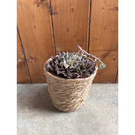 Graptoveria starfire