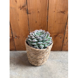 Echeveria gilo drops