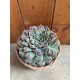 Echeveria gilo drops