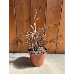 Euphorbia platyclada