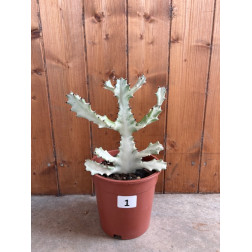 Euphorbia lactea white ghost