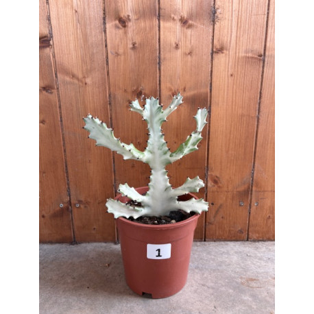 Euphorbia lactea white ghost