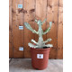Euphorbia lactea white ghost