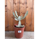 Euphorbia lactea white ghost