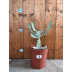 Euphorbia lactea white ghost