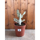 Euphorbia lactea white ghost