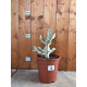 Euphorbia lactea white ghost