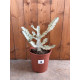 Euphorbia lactea white ghost