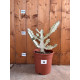 Euphorbia lactea white ghost