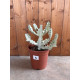 Euphorbia lactea white ghost