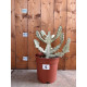 Euphorbia lactea white ghost