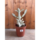 Euphorbia lactea white ghost