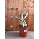 Euphorbia lactea white ghost