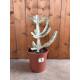Euphorbia lactea white ghost