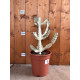 Euphorbia lactea white ghost