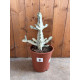 Euphorbia lactea white ghost
