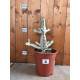 Euphorbia lactea white ghost