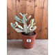Euphorbia lactea white ghost