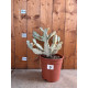Euphorbia lactea white ghost