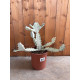 Euphorbia lactea white ghost