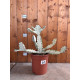 Euphorbia lactea white ghost