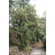 Juniperus oxycedrus