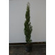 Cupressus sempervirens totem