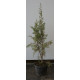 Juniperus phoenicea