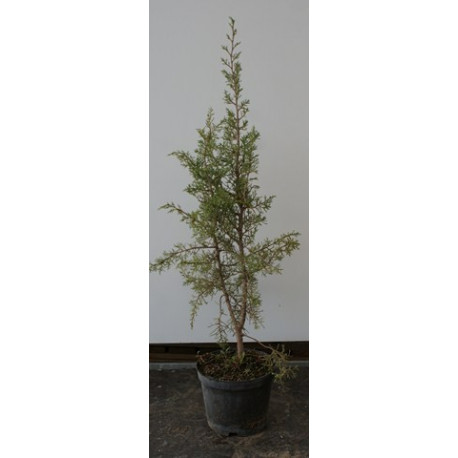 Juniperus phoenicea