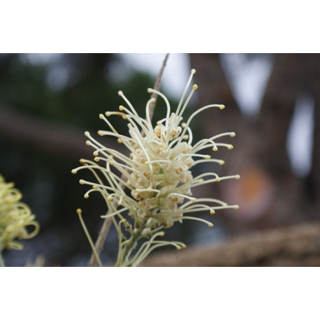 Grevillea spiderman