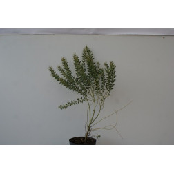 Acacia cultiformis