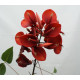 Erythrina crista galli