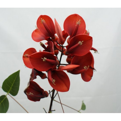 Erythrina crista galli