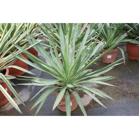 Yucca gloriosa