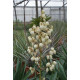 Yucca gloriosa