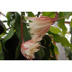 Epiphyllum oxypetalum