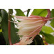 Epiphyllum oxypetalum