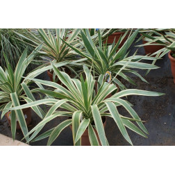 Yucca gloriosa variegata