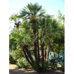 Chamaerops humilis