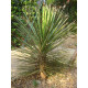 Yucca filifera